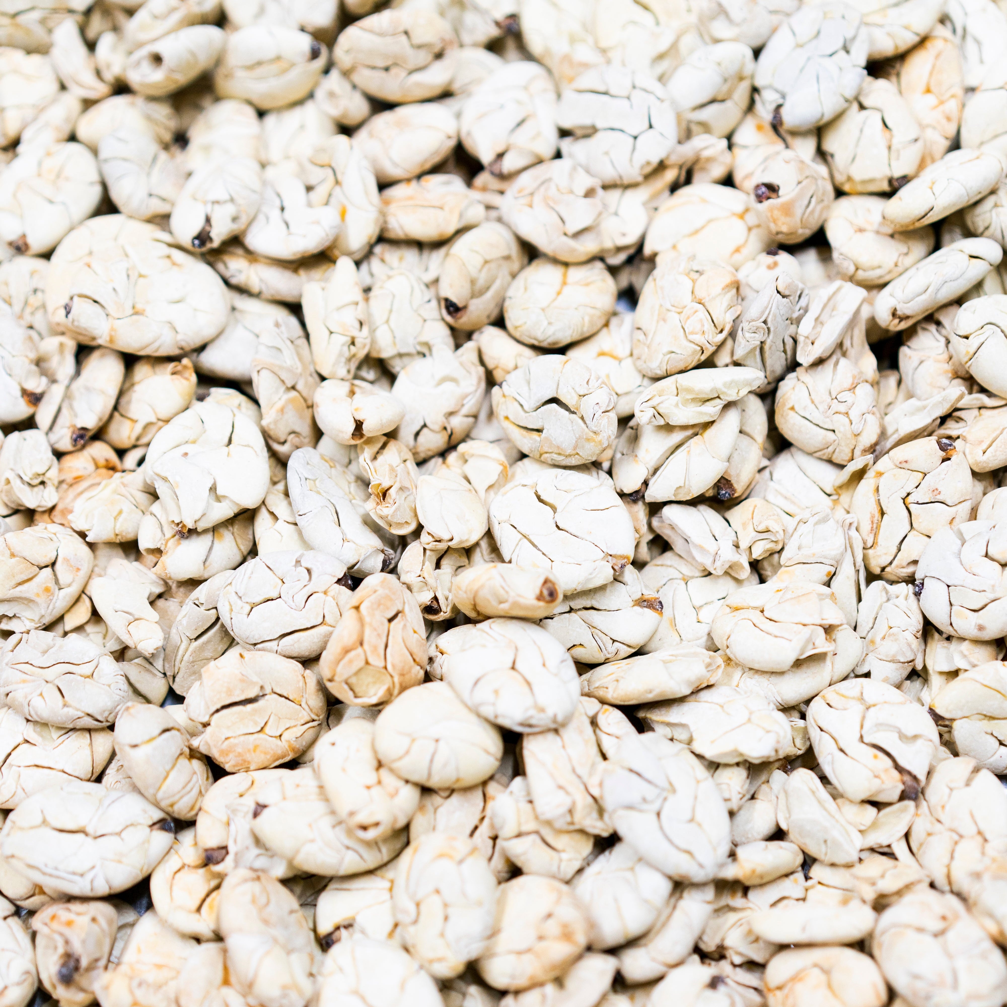 Macambo