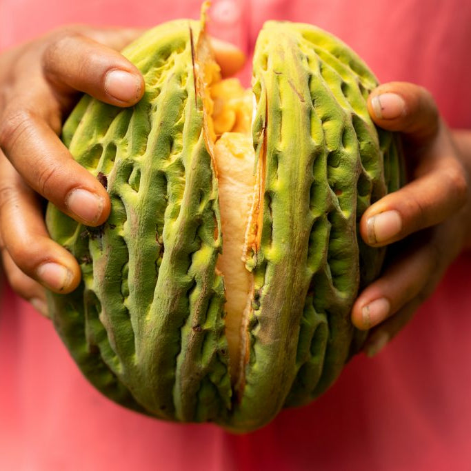 Fève de cacao Jaguar